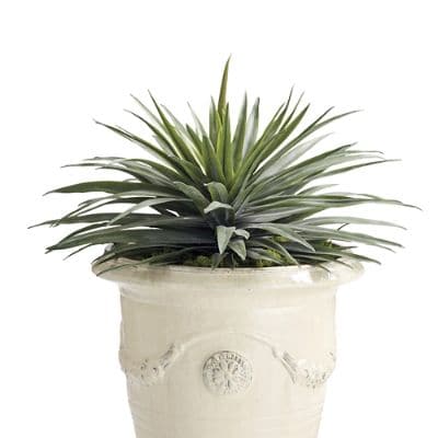 buy dieffenbachia 4" Dieffenbachia Compacta  Plant Decor Shop
