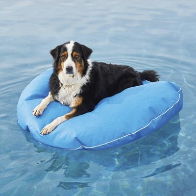 inflatable dog pool toy