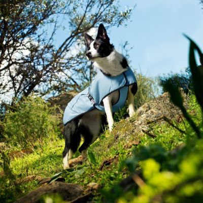 Dog Cooling Coat Frontgate