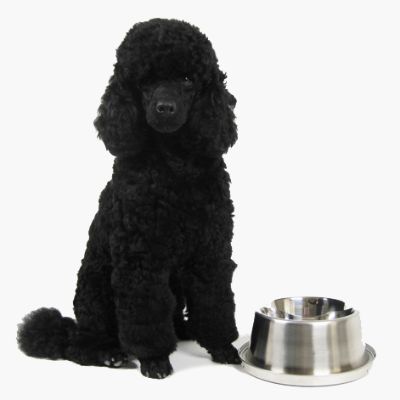 FrostyBowlz Deluxe Pet Cooler with Extra FrostyCore Frontgate