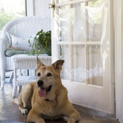 Pet Door Shield Frontgate