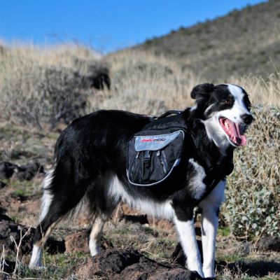 EzyDog Summit Backpack Frontgate