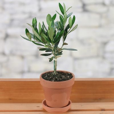 Mini Olive Tree | Frontgate