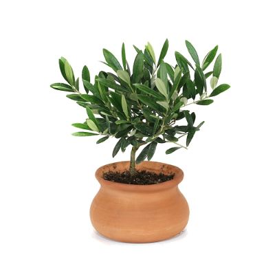 Olive Tree in Clay Washpot | Frontgate