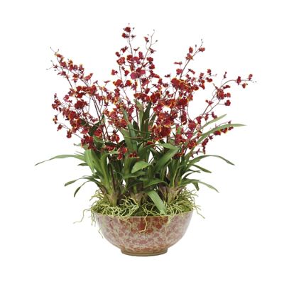 Oncidium Orchid in Ceramic Bowl | Frontgate