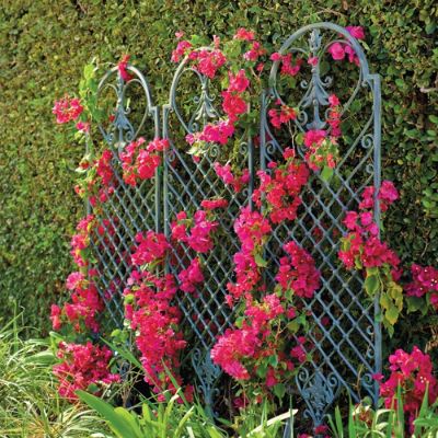 Scroll Wall Trellis Frontgate