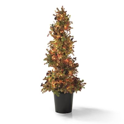 Mini Eucalyptus Lighted Spiral Topiary Frontgate