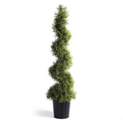 Cypress Spiral Topiary Frontgate