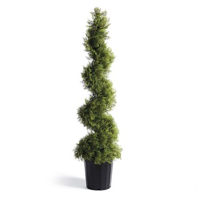 Cypress Spiral Topiary | Frontgate