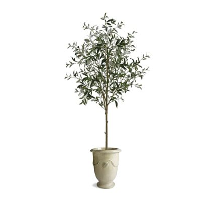 Potted Olive Tree