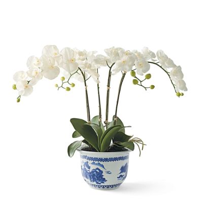 Orchid In Blue And White Ceramic Pot Frontgate