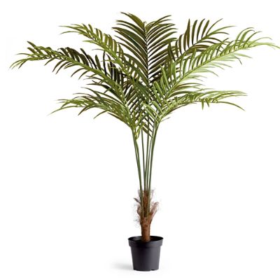 75" Phoenix Palm Potted Plant Frontgate