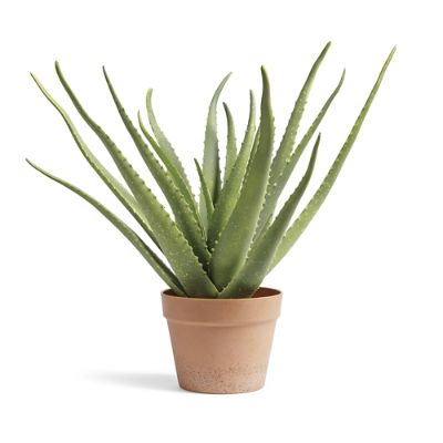 Outdoor Aloe Vera Plant | Frontgate