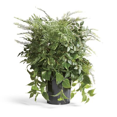 Outdoor Mixed Foliage Urn Filler Frontgate