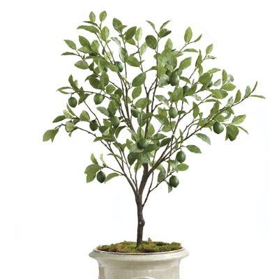 Outdoor 50" Lime Tree Frontgate