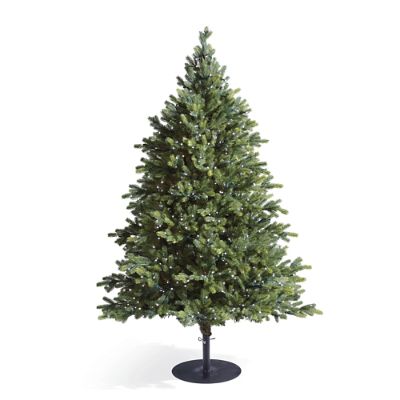 Norway Spruce Full Profile Outdoor Tree | Frontgate