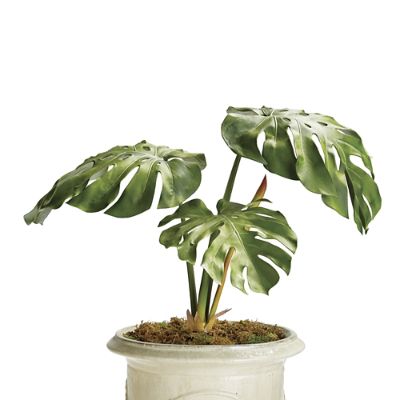 Monstera Deliciosa Plant | Frontgate