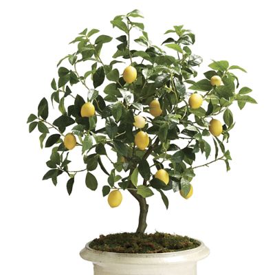 Outdoor Lemon Tree for Patio & Deck with UV Protection and