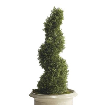 Cypress Spiral Topiary Frontgate