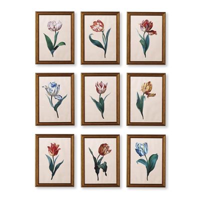 Framed Dutch Tulip Prints, Set of Nine Frontgate