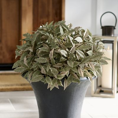 How to Use Artificial Plants Indoors - Grandin Road Blog