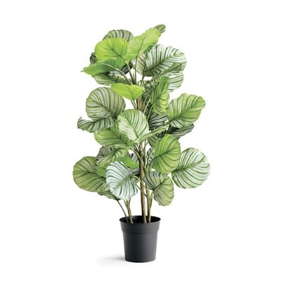 efeu hornbach Hecke am laufenden Meter® Efeu