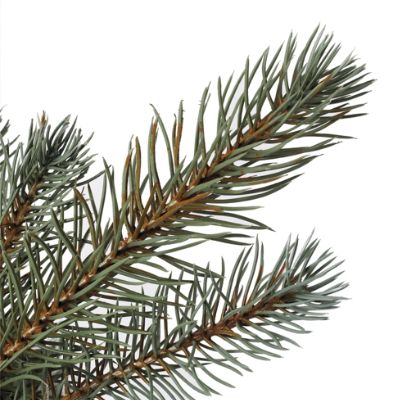 Colorado Blue Spruce Artificial Christmas Tree | Frontgate