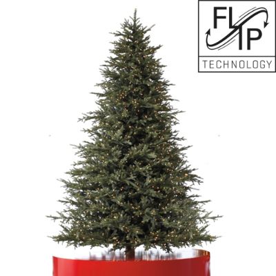 Black Forest Fraser Fir Christmas Tree | Frontgate