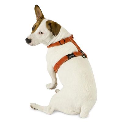 Planet dog best sale hemp collar