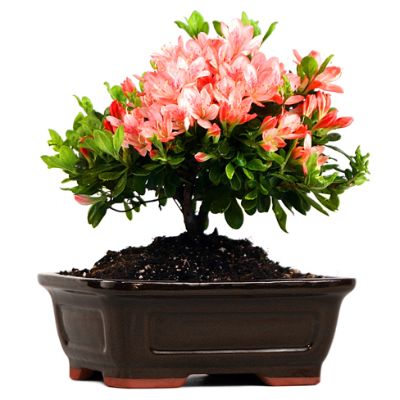 Flowering Azalea Bonsai Tree Frontgate