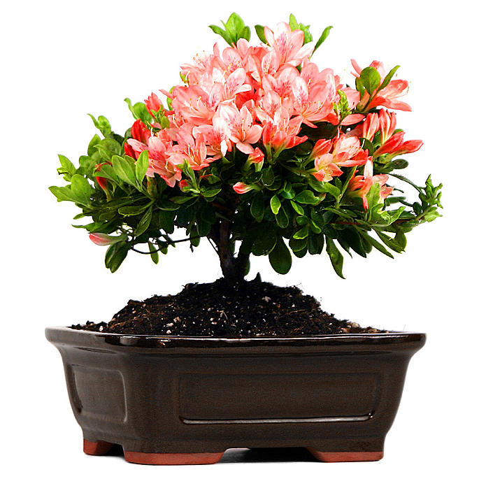 Flowering Azalea Bonsai Tree | Frontgate