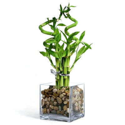 Modern Bamboo Arrangement | Frontgate