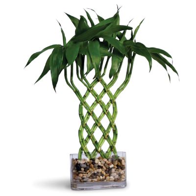 Trellis Lucky Bamboo Arrangement | Frontgate