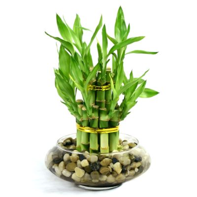 Twist Bamboo Arrangement | Frontgate