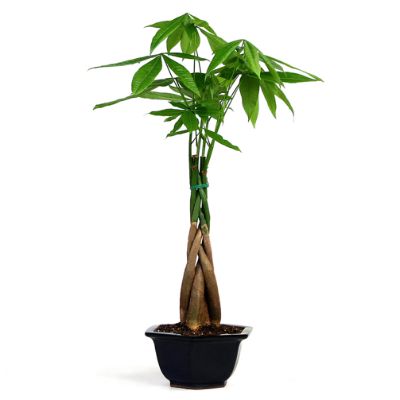 Braided Money Tree | Frontgate