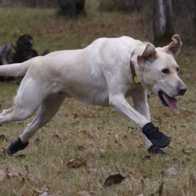 rigger boots dog walking