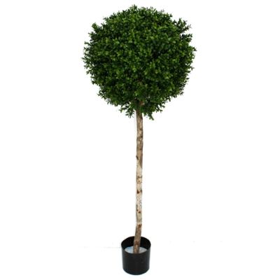 Outdoor Boxwood Topiary Frontgate