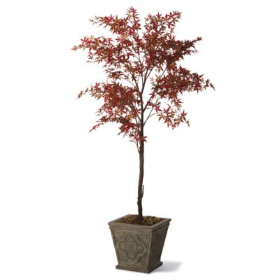 Potted Japanese Maple Tree Frontgate 
