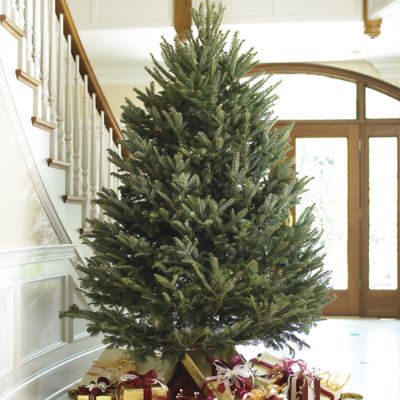 Real Freshcut Fraser Fir Christmas Tree Frontgate