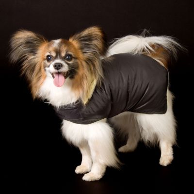 Goose down dog jacket hotsell