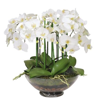 Phalaenopsis Orchid in Glass Vase | Frontgate