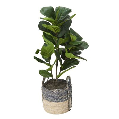 Fiddleleaf Fig Plant in Basket Frontgate