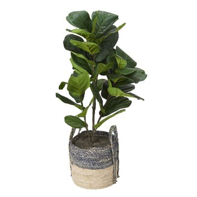 Fiddle-leaf Fig Plant in Basket | Frontgate