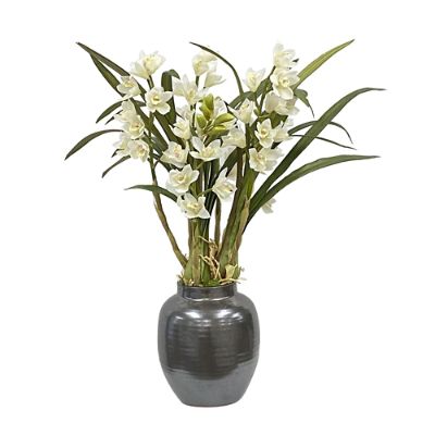 Cymbidium in Pot Frontgate