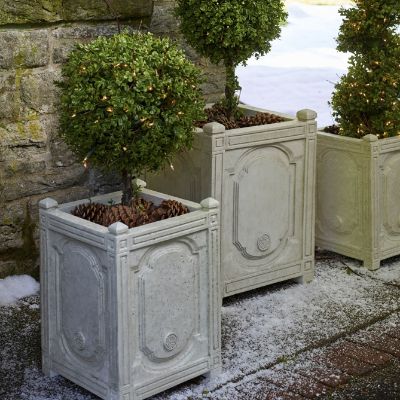 Boxwood Topiaries Frontgate