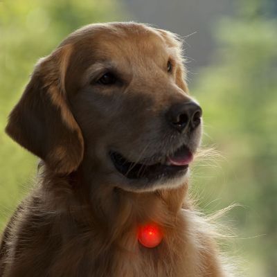 LED Dog Collar Charms Frontgate