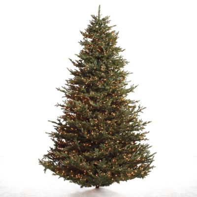 Fraser Fir Christmas Tree Frontgate
