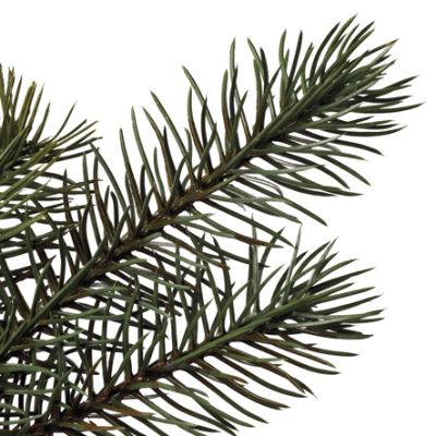 Designer Christmas Tree | Frontgate